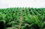 BW PLANTATION: Deforestasi Ancam Hubungan Bisnis dengan Investor